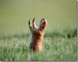 squirrel